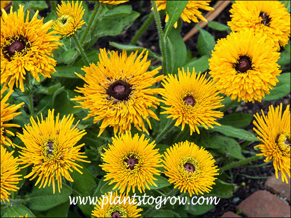 The flowers come in a few different shapes depending how mature they are.